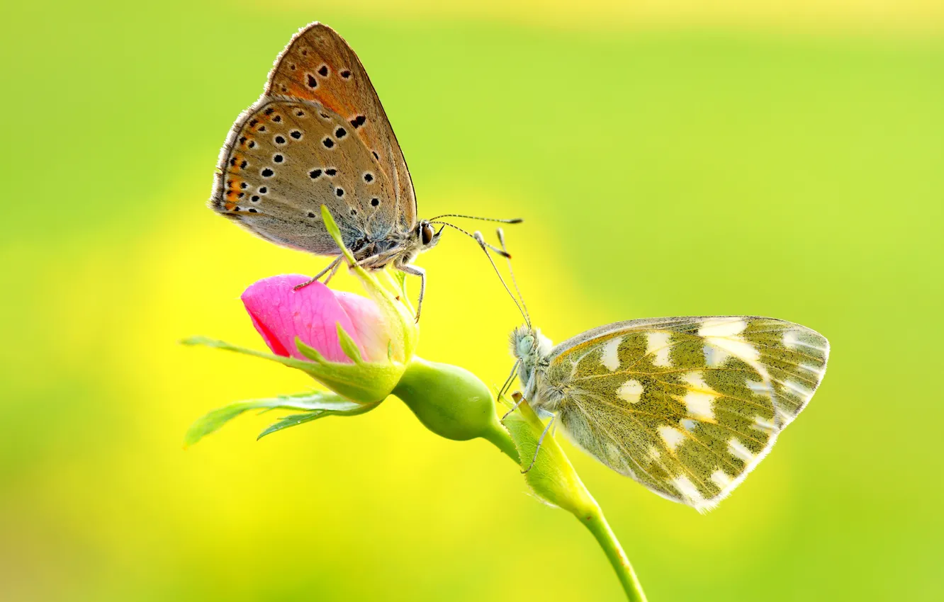 Фото обои цветок, макро, бабочки, насекомые, желтый, фон, розовый, бабочка