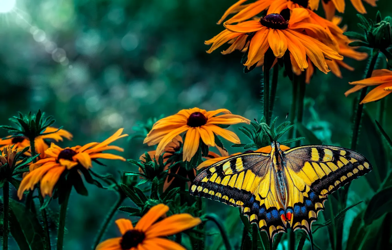 Фото обои макро, цветы, бабочка, сад, насекомое, оранжевые, зеленый фон, желтая
