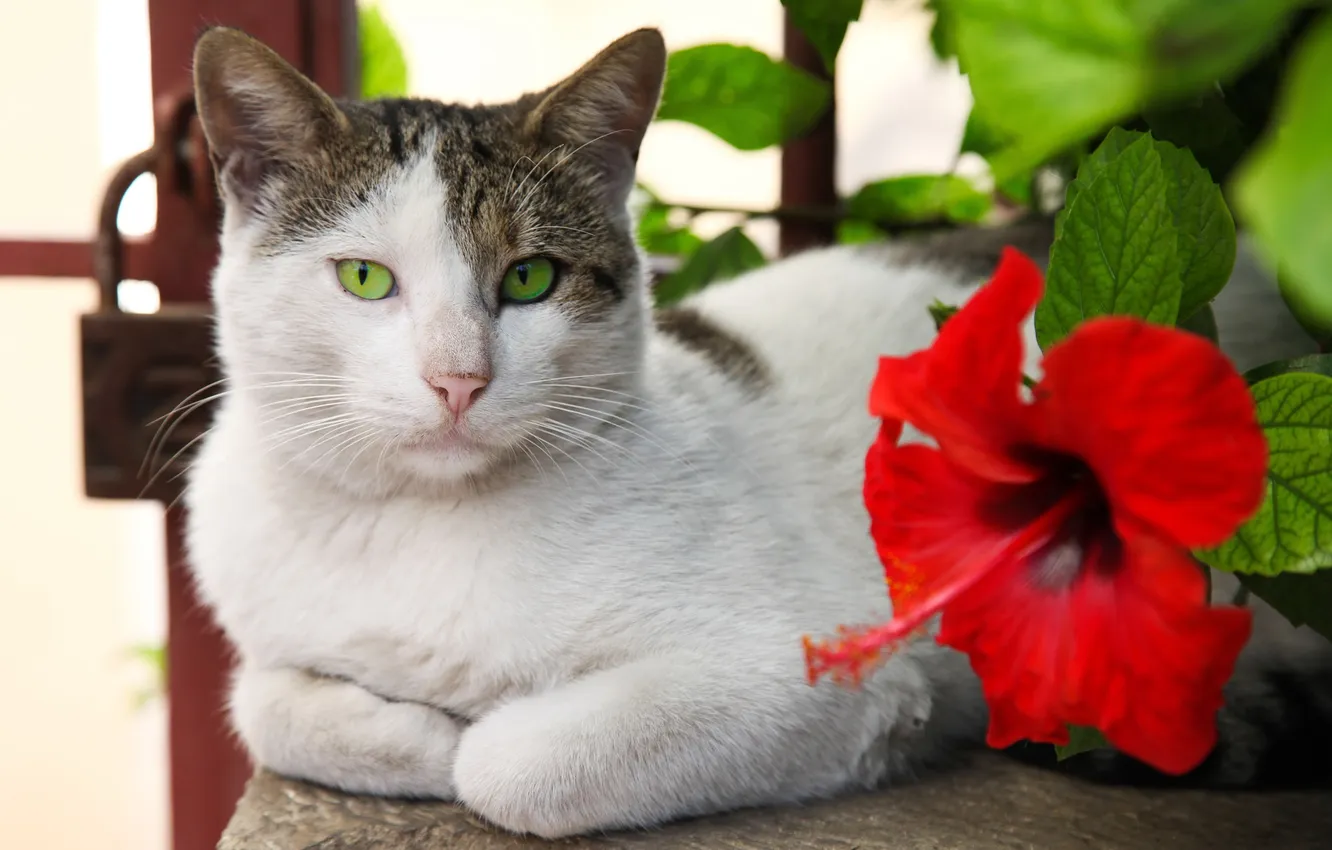Фото обои кошка, цветок, кот, красный, котэ, лежа, гибискус