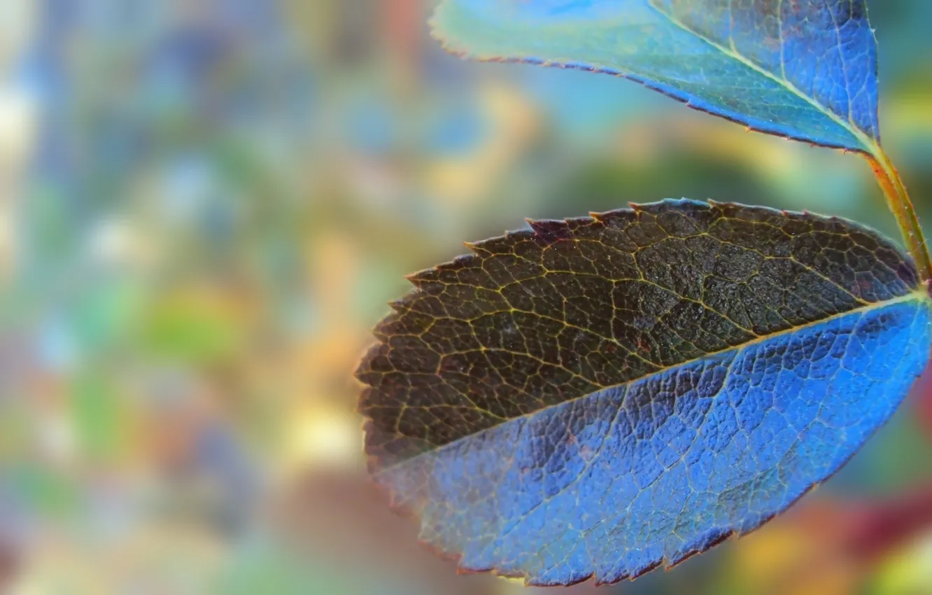 Фото обои синий, природа, лист, листок, растение