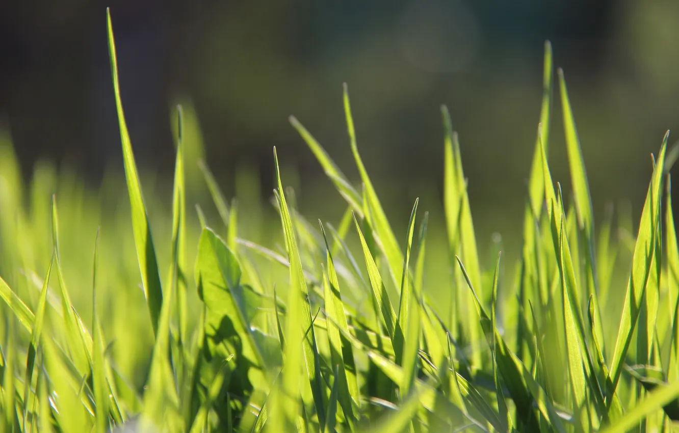 Фото обои трава, макро, весна, зеленое, солнечно, радостно, контровой свет