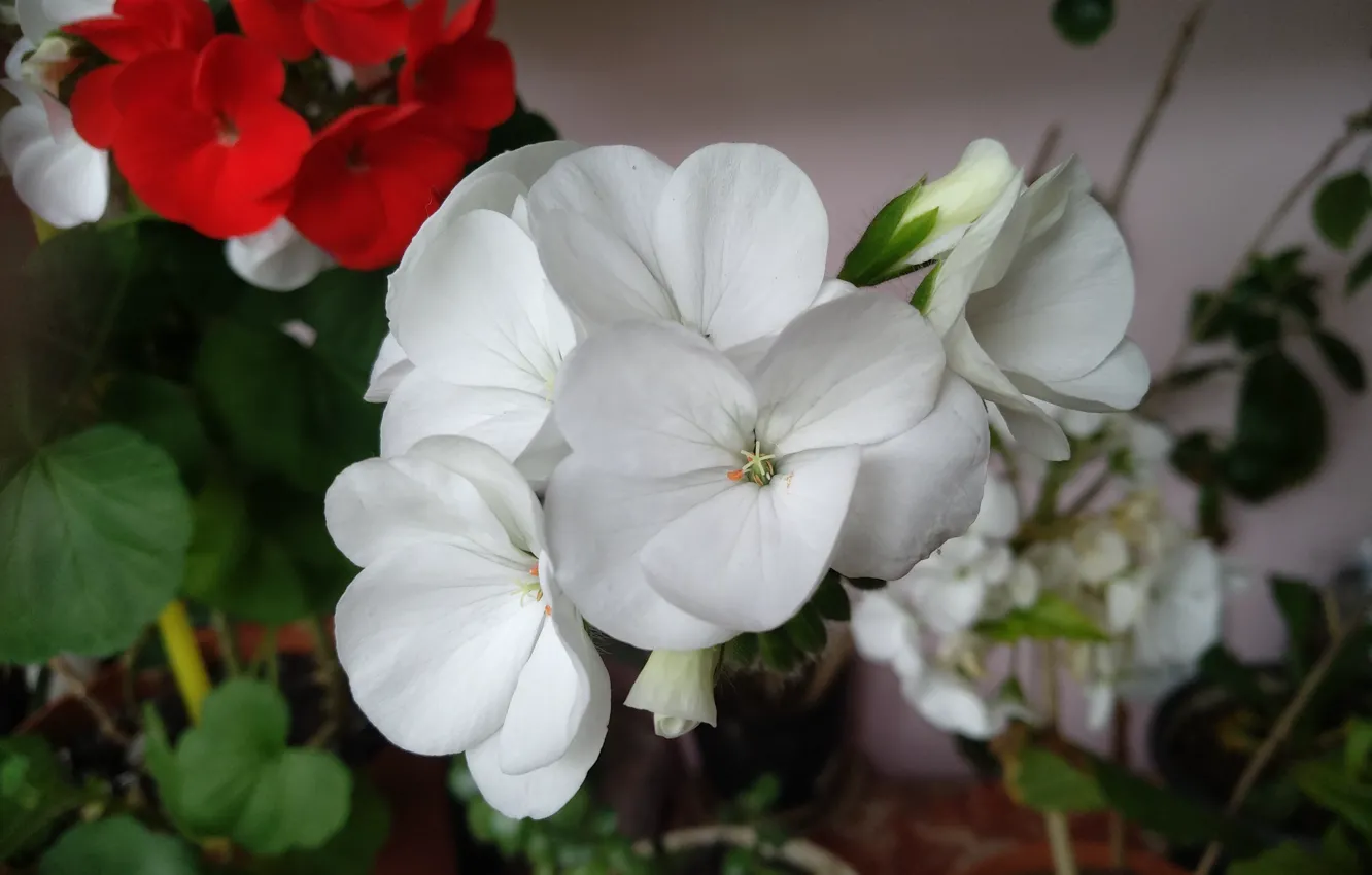 Фото обои Цветочки, пеларгония, Белые цветы, White flowers, Pelargonium