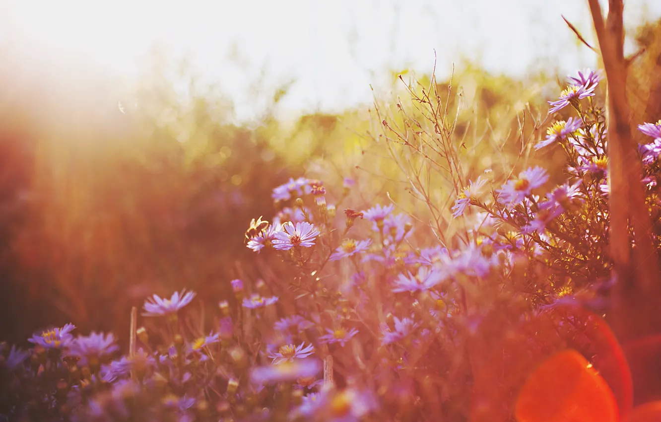 Фото обои осень, цветы, природа, боке, by gloeckchen