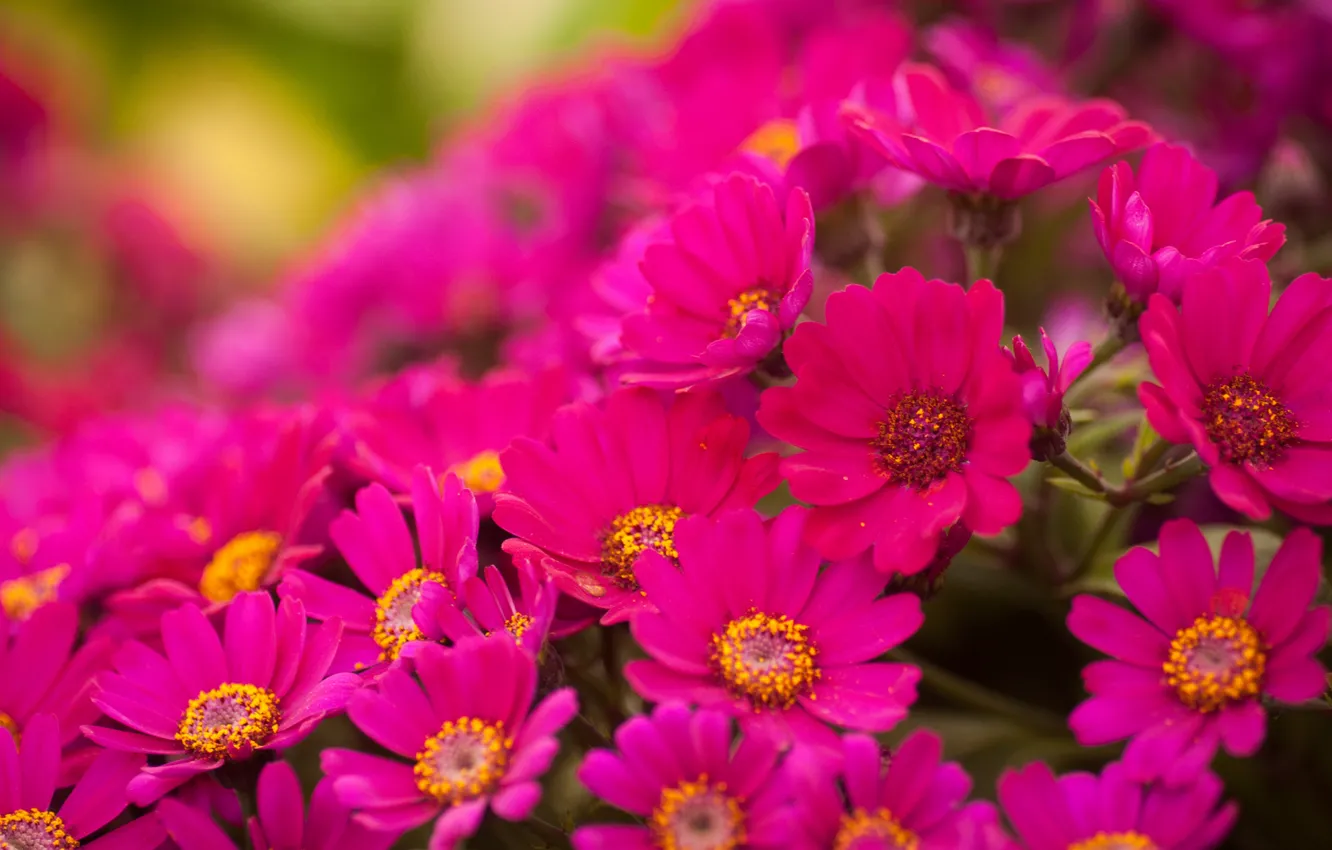 Фото обои цветы, яркие, розовые, хризантемы, много