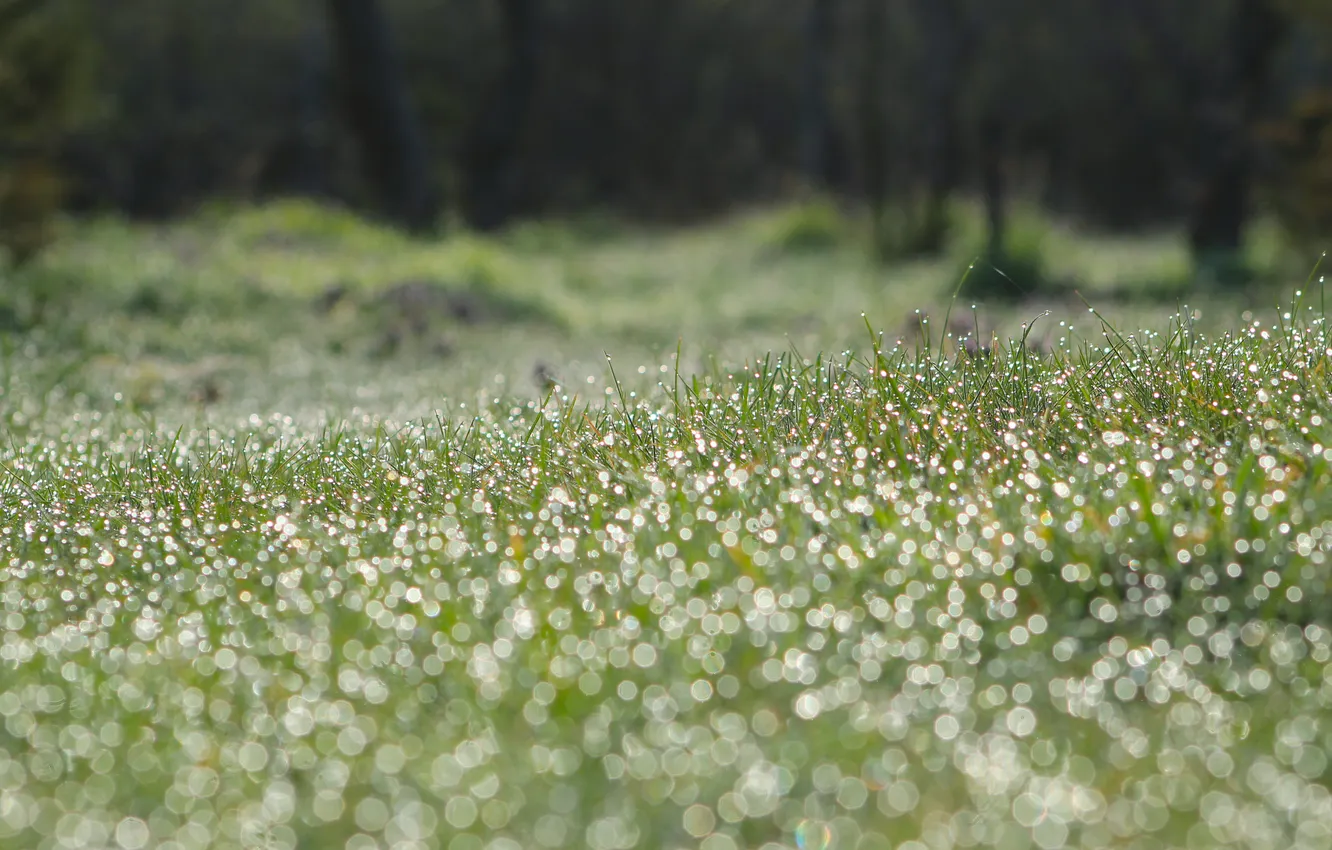 Фото обои grass, drops, dew, meadow