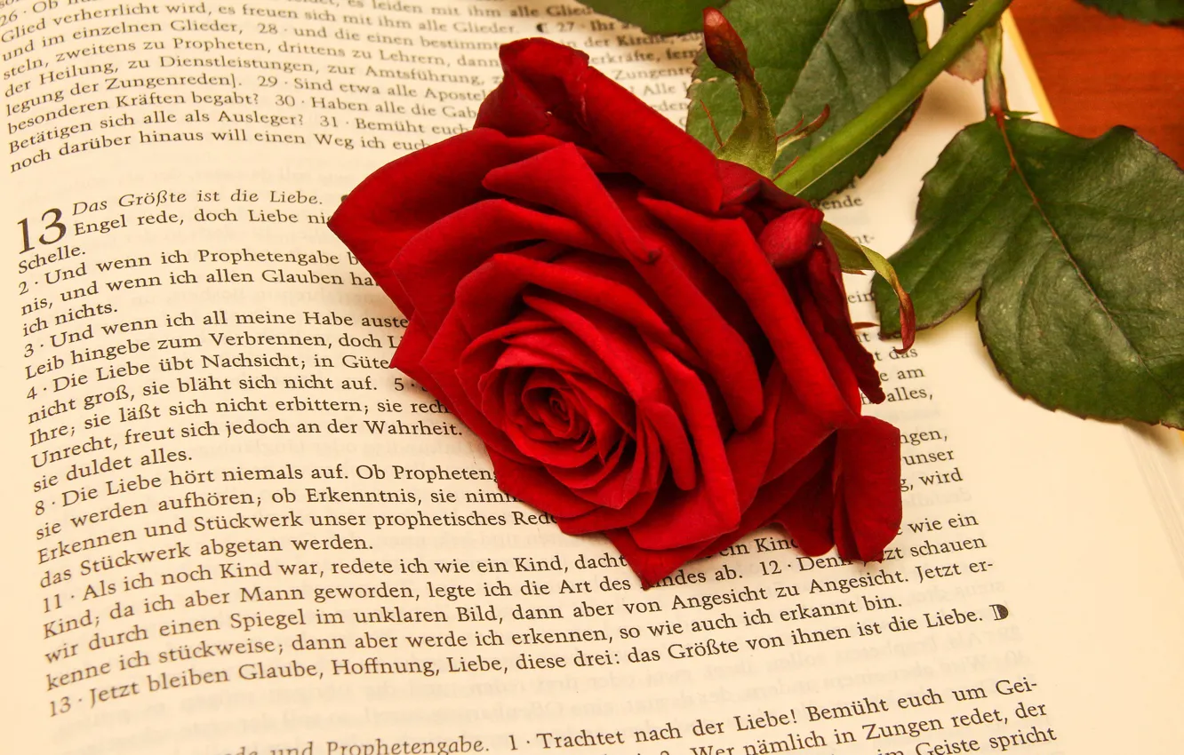 Фото обои цветок, роза, Книга