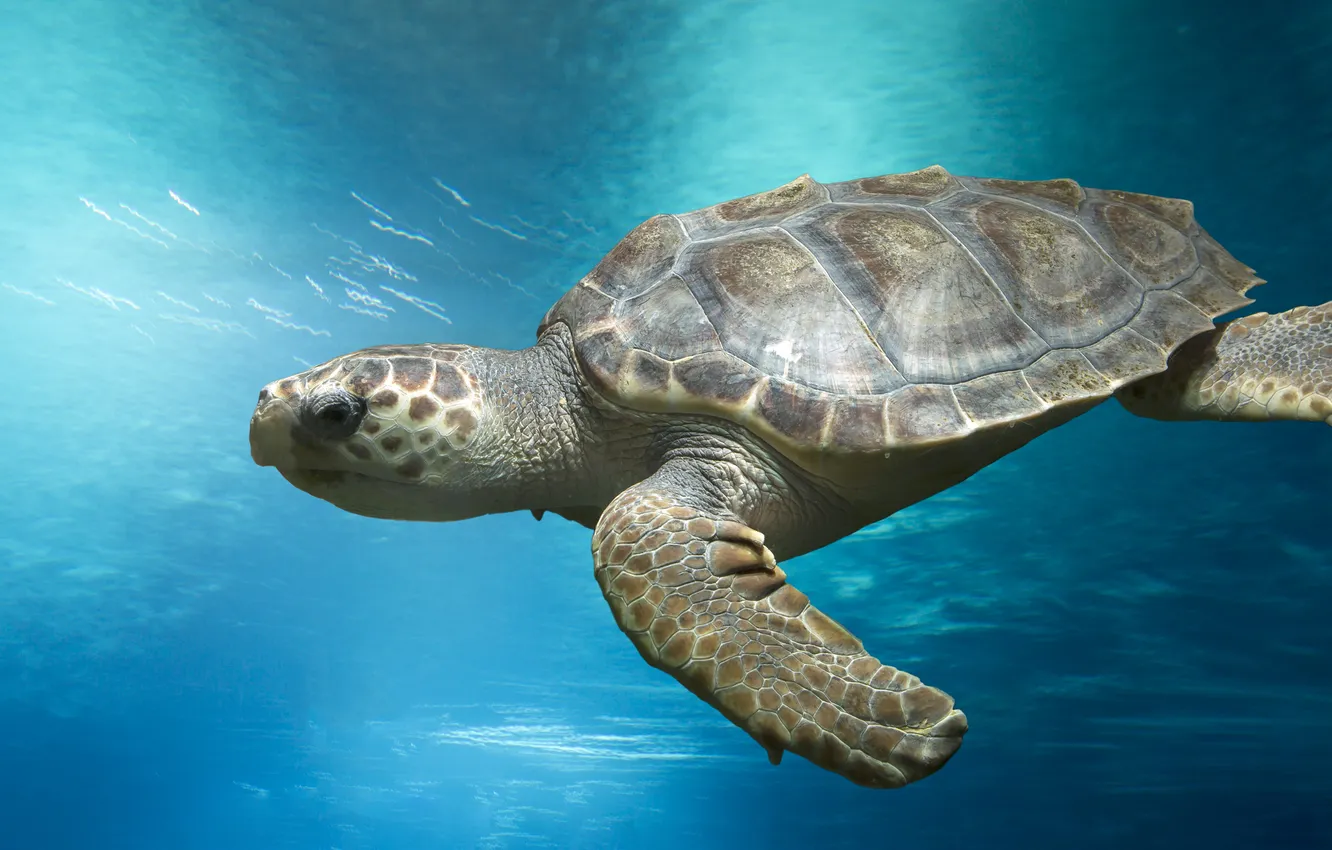 Фото обои marine, sea turtle, marine animals, loggerhead, loggerhead turtle