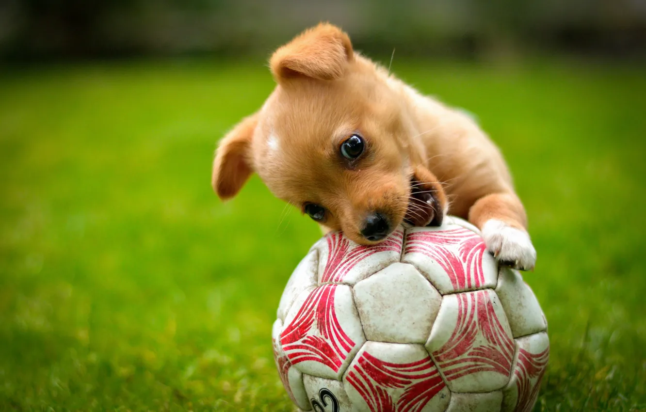 Фото обои игра, мяч, собака, рыжий, щенок, лужайка
