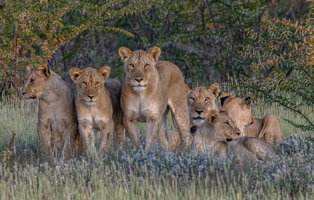 Фото обои Африка, дикие кошки, львы, львицы, гарем