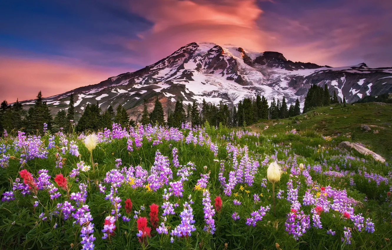 Фото обои лето, небо, облака, цветы, гора, утро, США, национальный парк