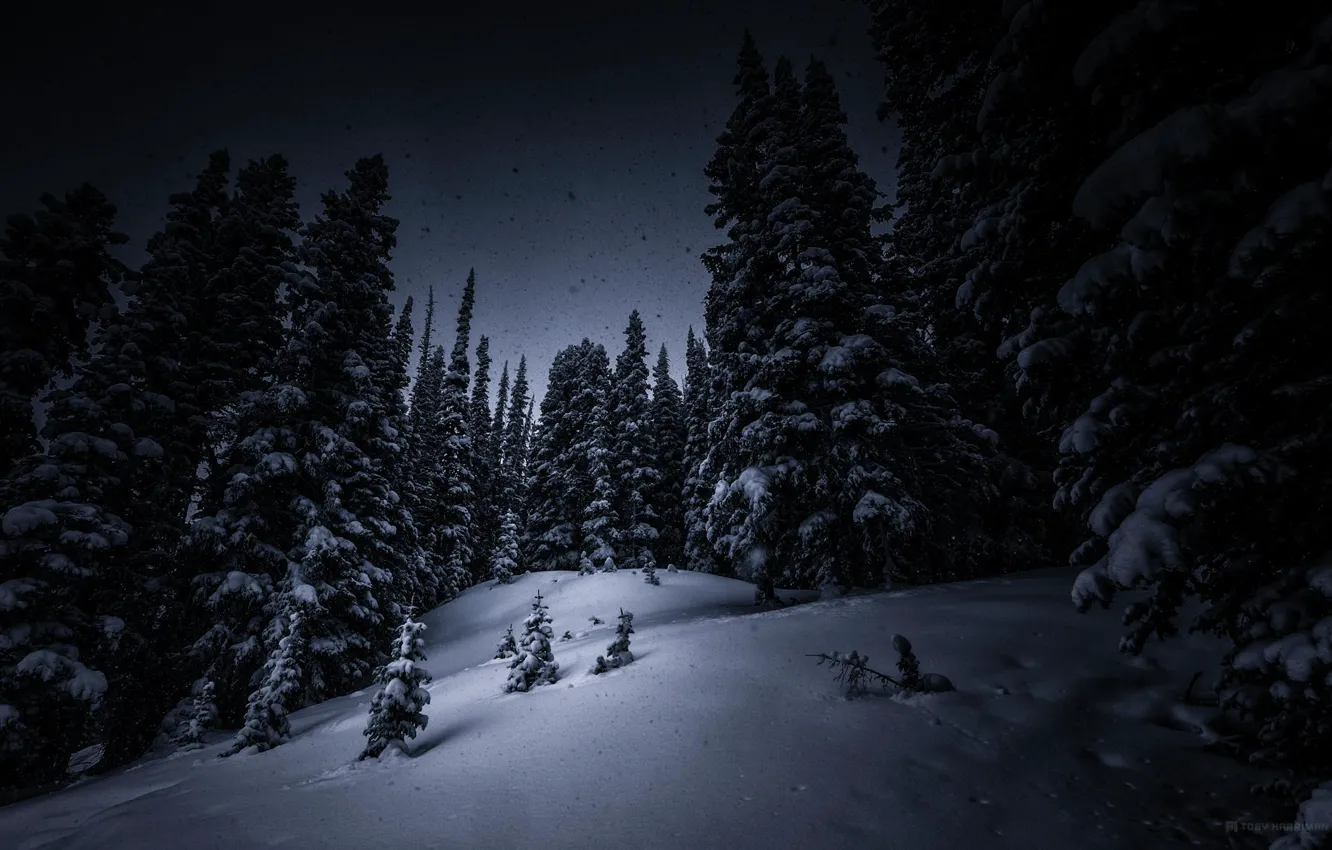 Фото обои зима, лес, снег, деревья, ночь, елки