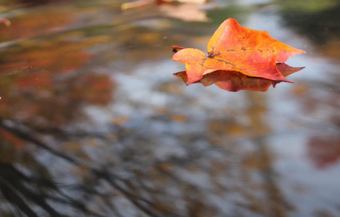 Фото обои осень, небо, листья, оранжевый, ветки, красный, природа, отражение