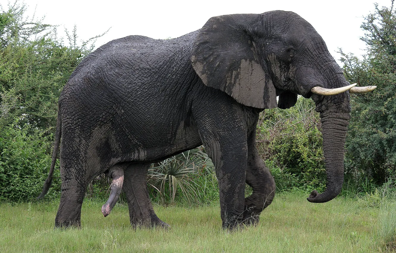 Фото обои Природа, Слон, самец