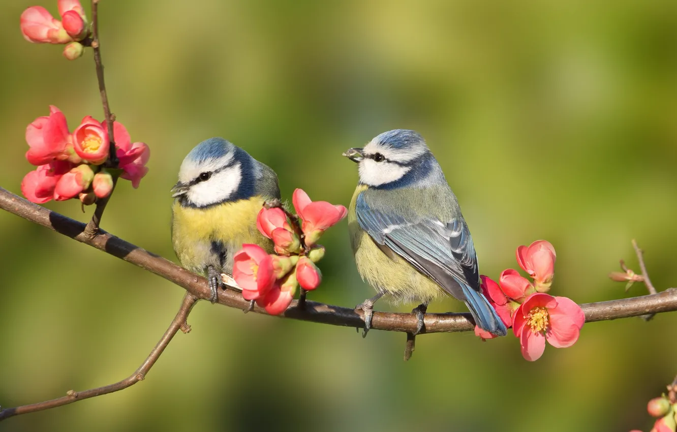 Фото обои веточка, Птички, цветы весна