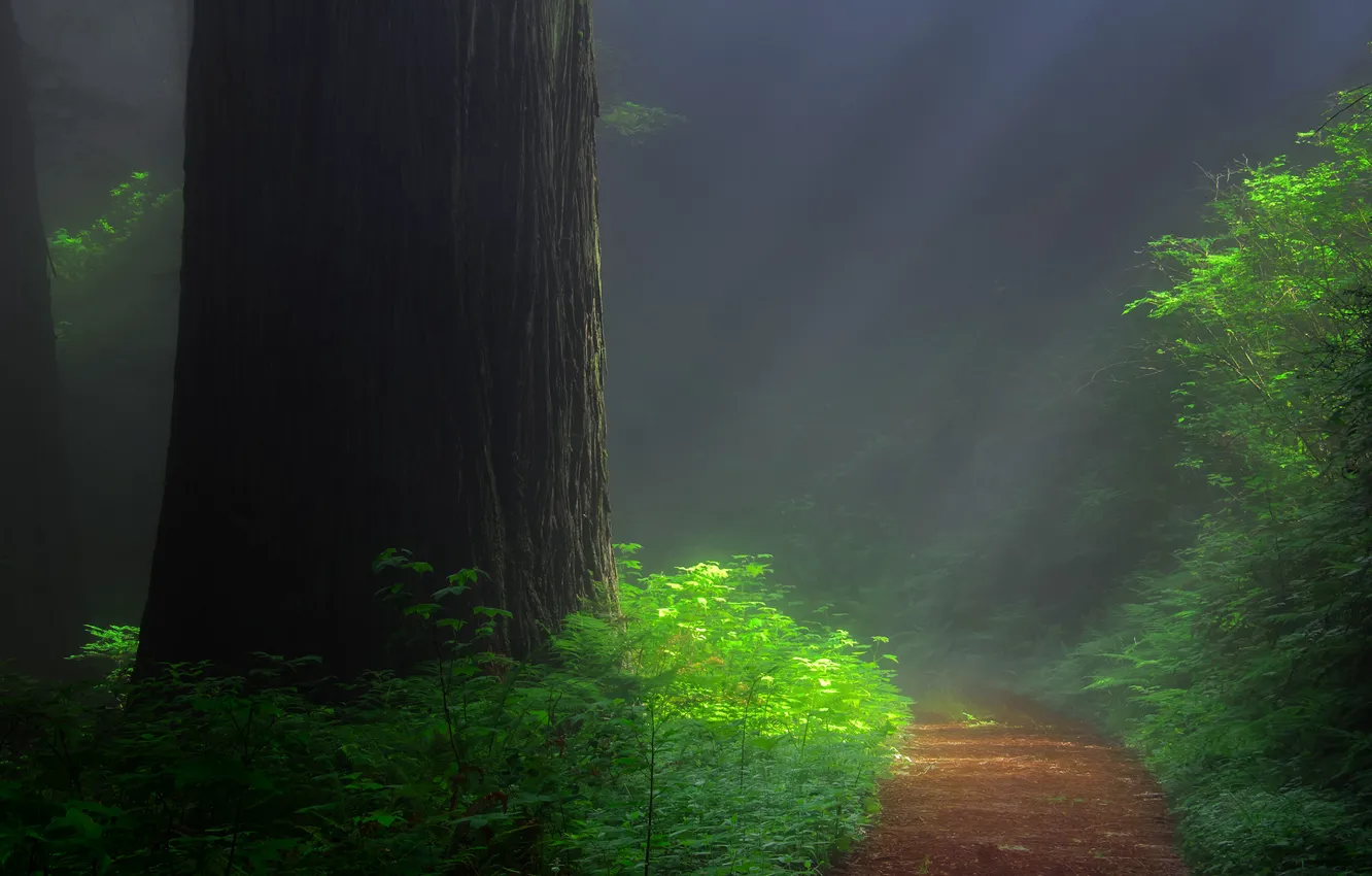 Фото обои forest, tree, trail, sequoia, redwood