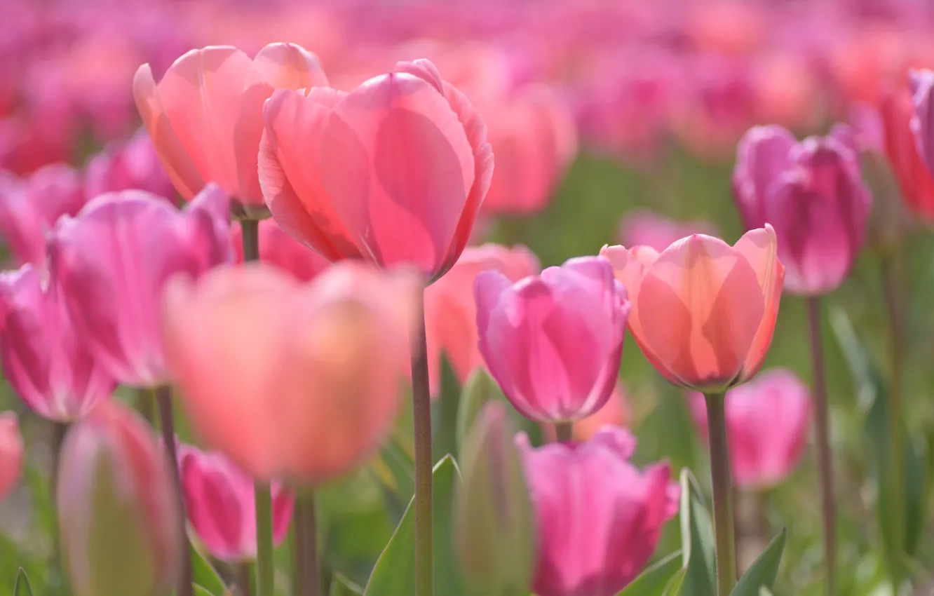 Фото обои Тюльпаны, розовые, бутоны