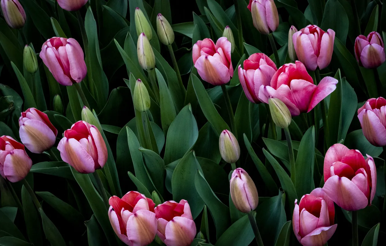 Фото обои листья, темный фон, тюльпаны, розовые, бутоны