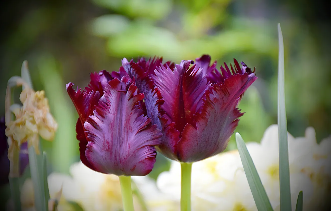Фото обои Тюльпаны, Flowers, Tulips