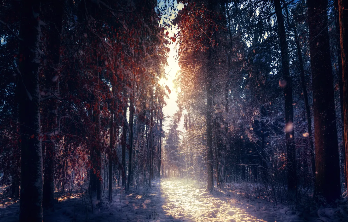 Фото обои обработка, солнечный свет, зимний лес