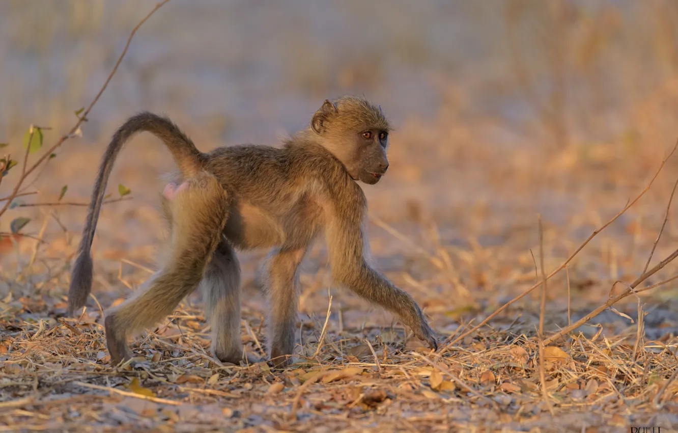 Фото обои природа, обезьяна, шагает, DUELL ©