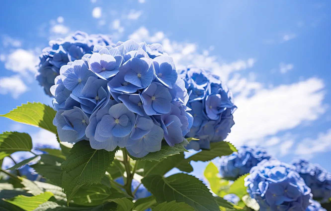 Фото обои цветы, голубые, гортензия, ИИ-арт, нейросеть