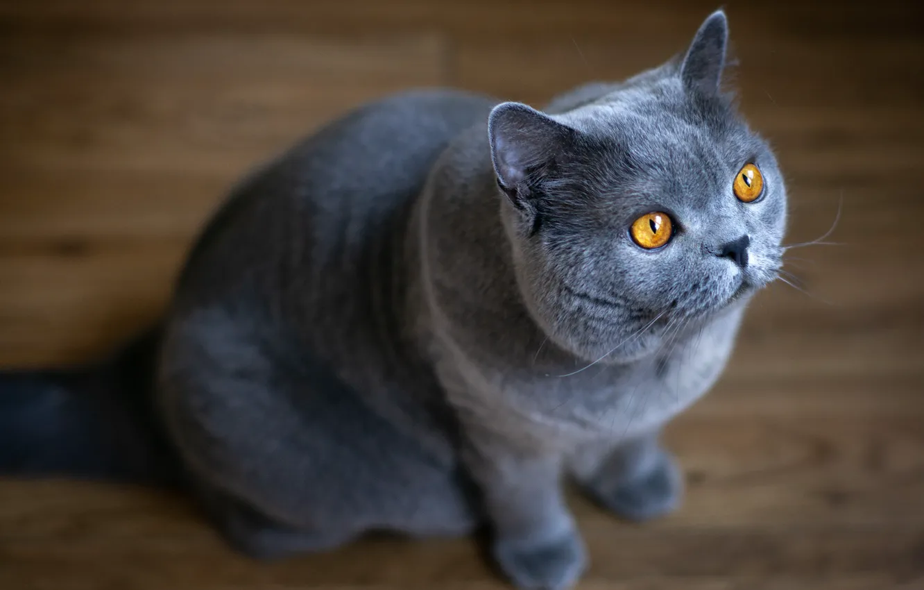 Фото обои кошка, кот, взгляд, поза, мордашка
