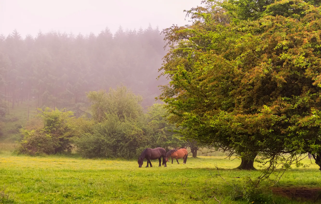 Фото обои лес, трава, деревья, туман, поляна, лошади, лужайка
