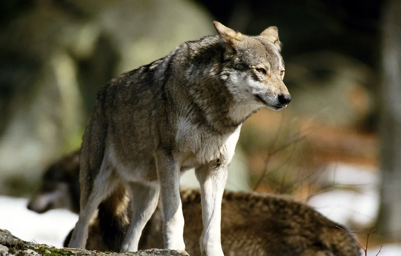 Фото обои nature, predator, animal, wolf, wildlife, portrait, portrait., Canis lupus. face