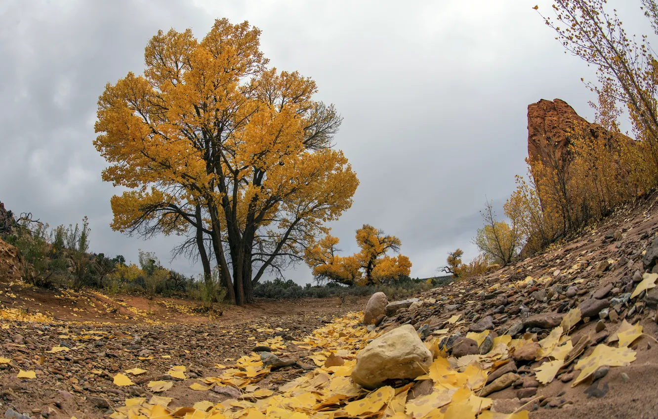 Фото обои осень, дерево, камень
