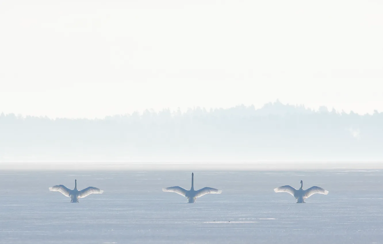 Фото обои птицы, природа, туман, лебеди