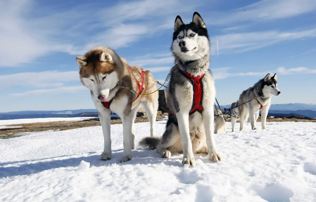 Фото обои собаки, небо, снег, упряжка