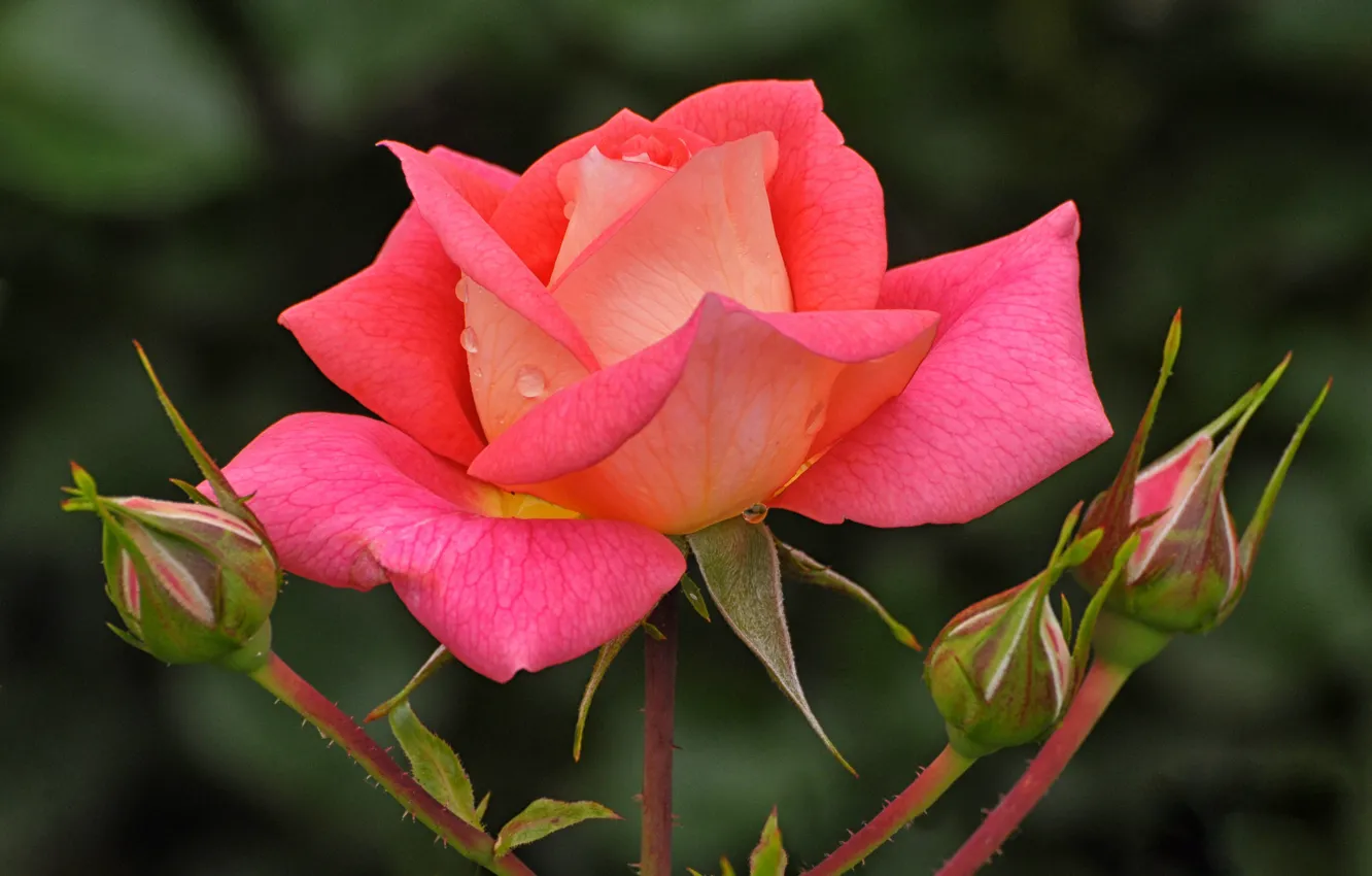 Фото обои цветок, капли, макро, розовая, роза, бутоны, боке, яркая