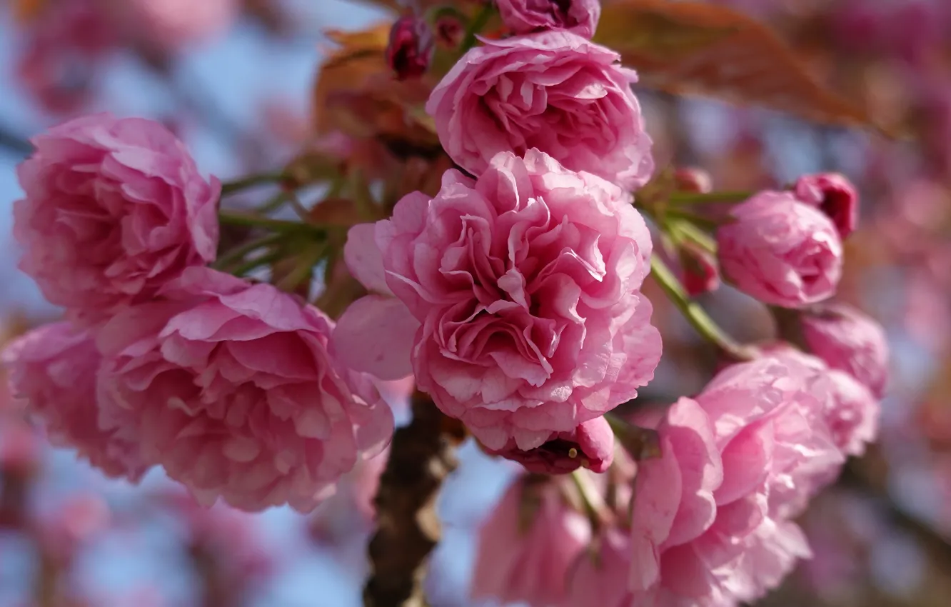 Фото обои цветы, ветки, весна, сакура, розовые, цветение