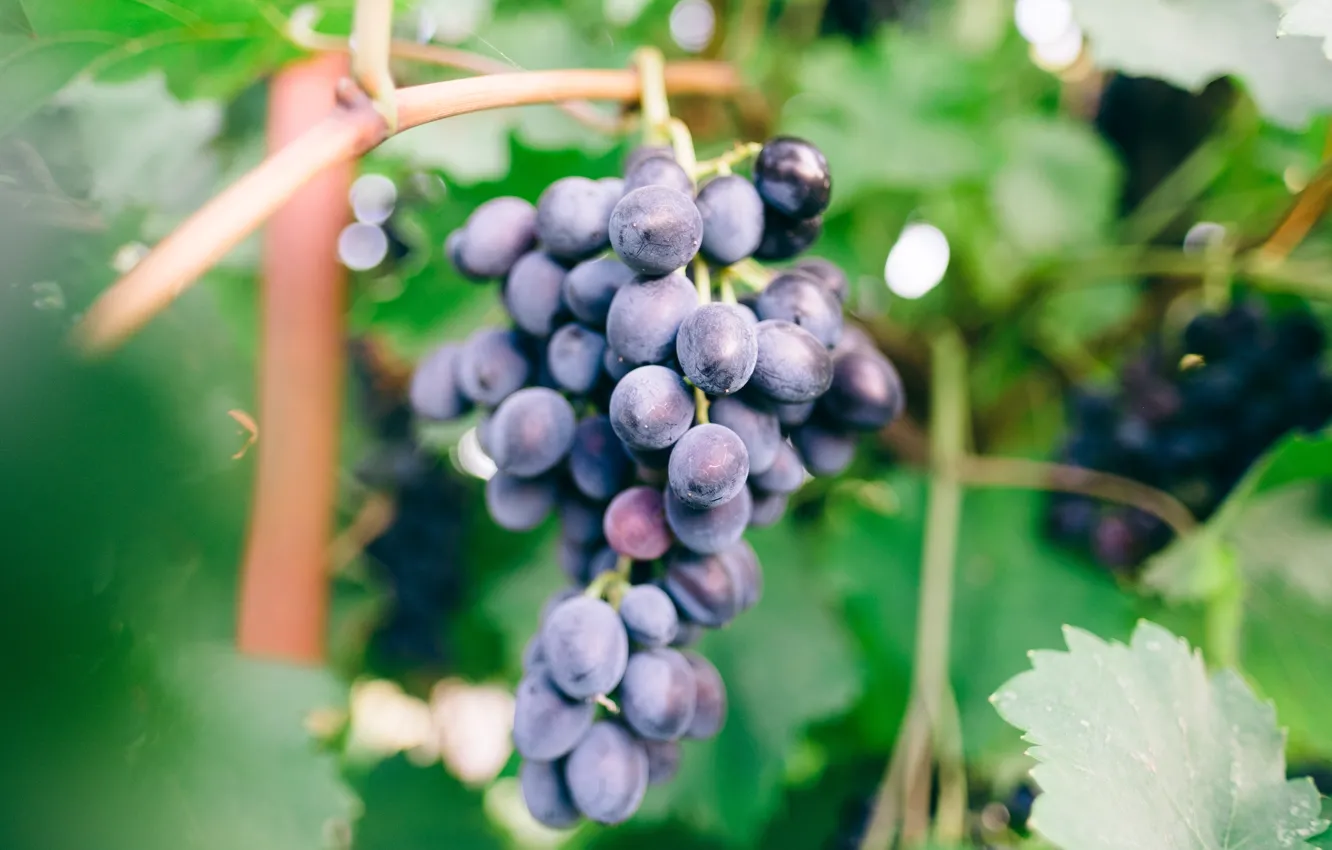 Фото обои листья, синий, размытие, виноград, гроздь, виноградник, боке, лоза