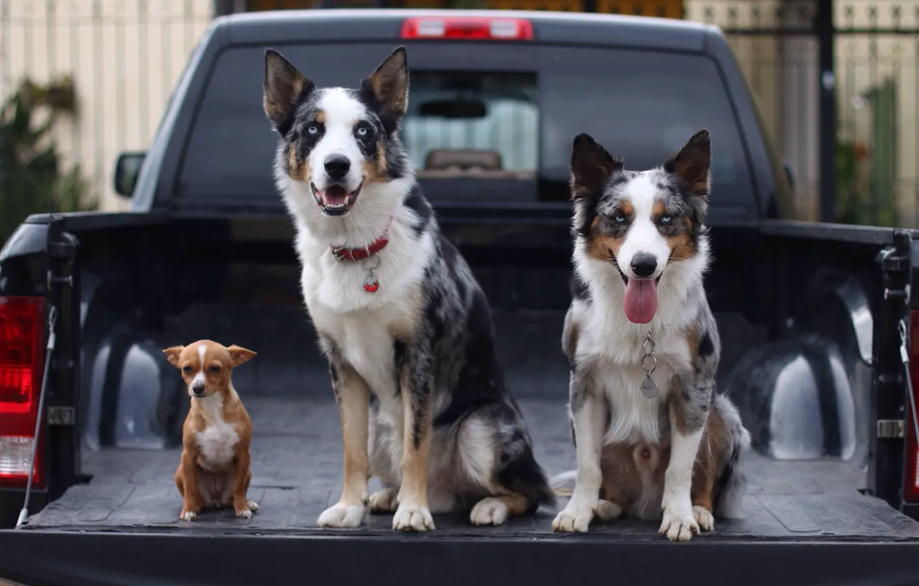 Фото обои машина, собаки, трио, кузов, пикап, чихуахуа, бордер-колли, троица