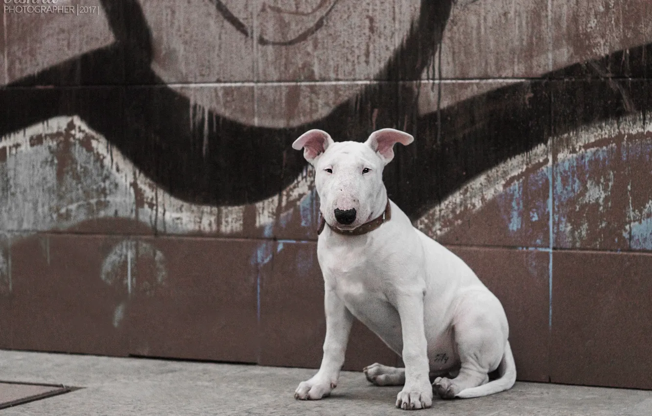 Фото обои трава, метро, стена, животное, улица, собака, пес, красиво