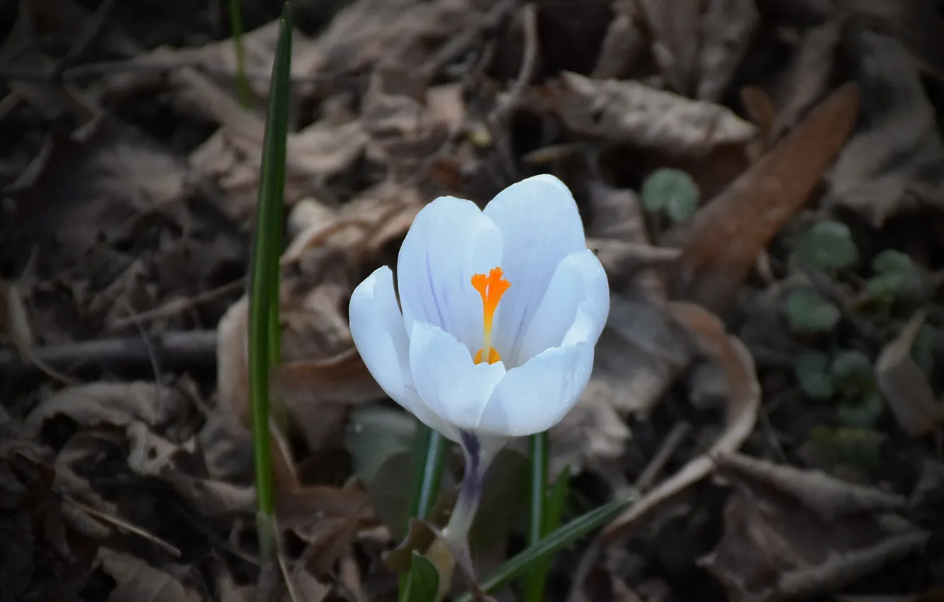 Фото обои Крокус, Crocus, White flower, Белый цветок