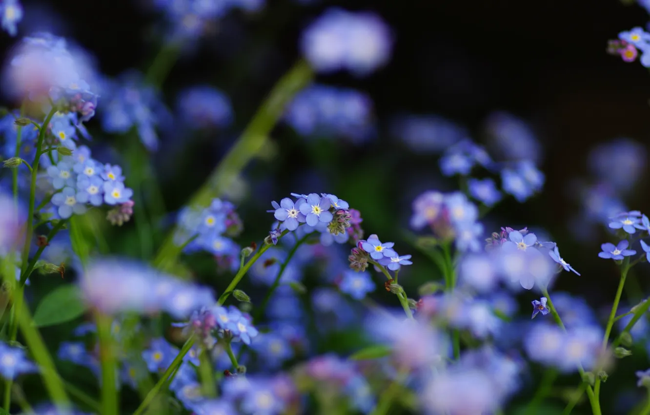 Фото обои цветы, фокус, полевые, синие, незабудки