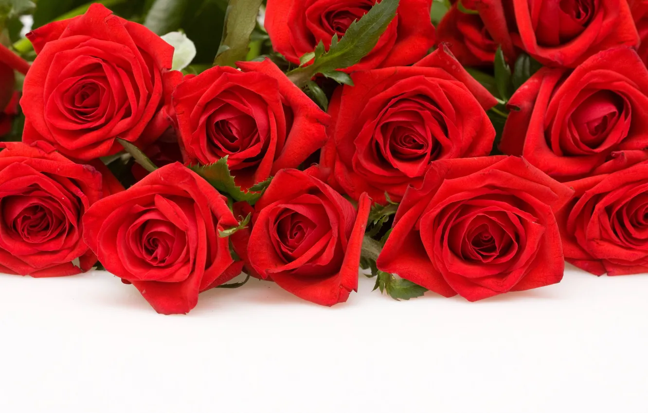 Фото обои цветы, розы, красные, белый фон
