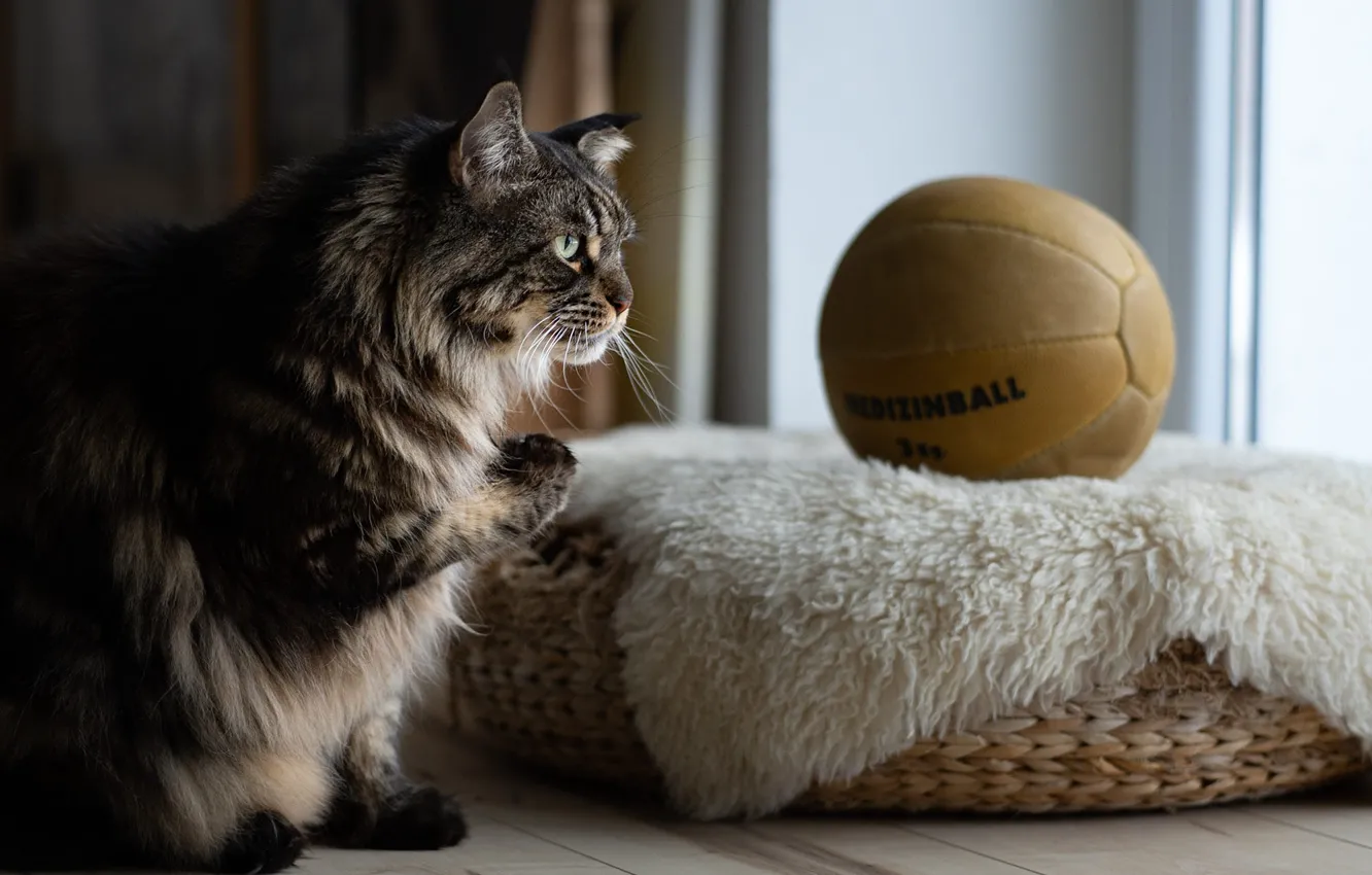 Фото обои кошка, кот, взгляд, морда, поза, серый, комната, мяч