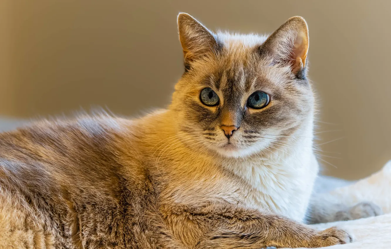 Фото обои кошка, кот, мех