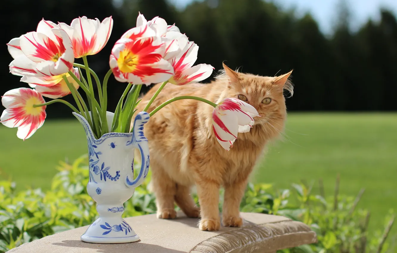 Фото обои зелень, кошка, кот, взгляд, цветы, стол, поляна, букет
