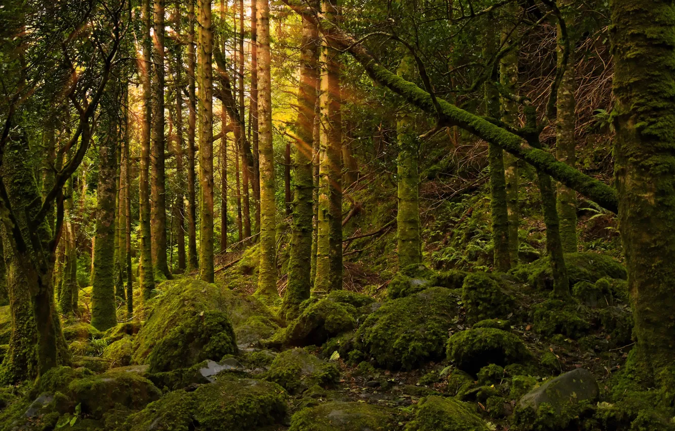 Фото обои лес, свет, природа, камни, мох