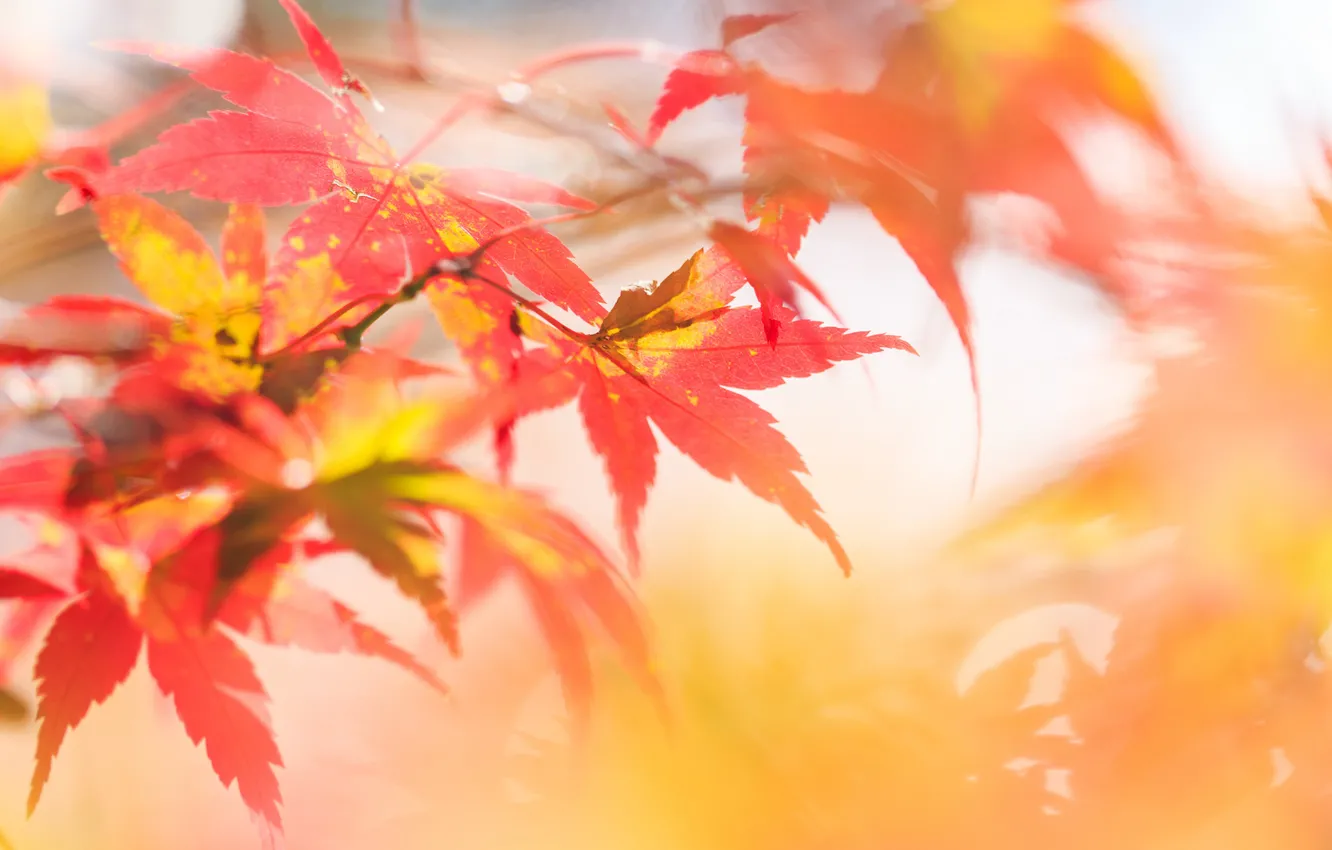Фото обои осень, листья, фокус, ветка