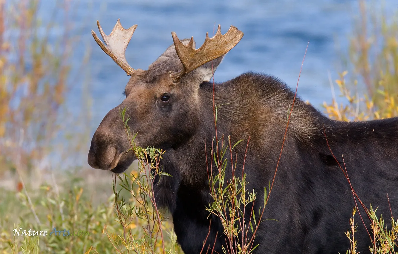 Фото обои canada, animal, wildlife, moose
