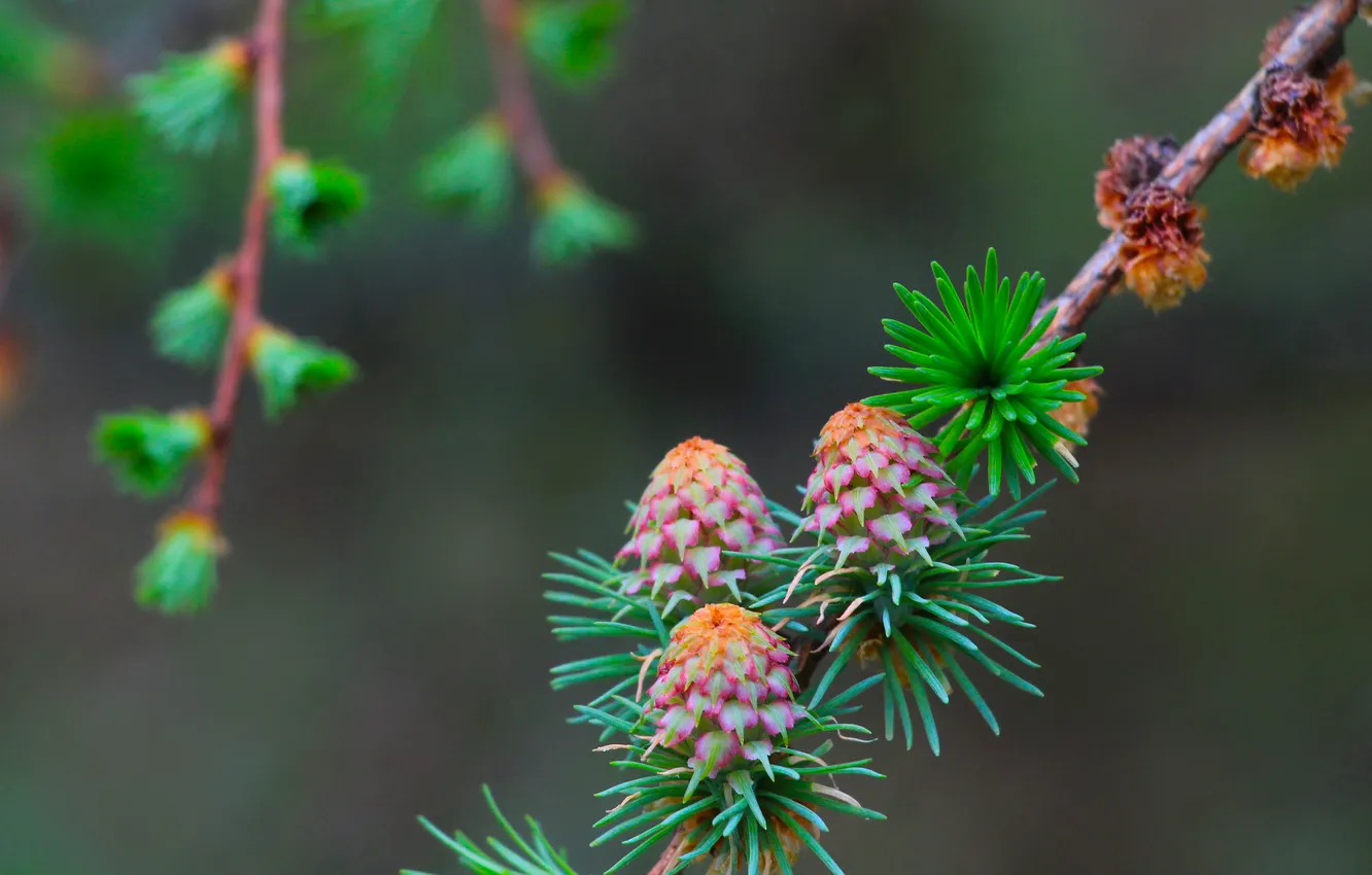 Фото обои spring, cones, pine, twig