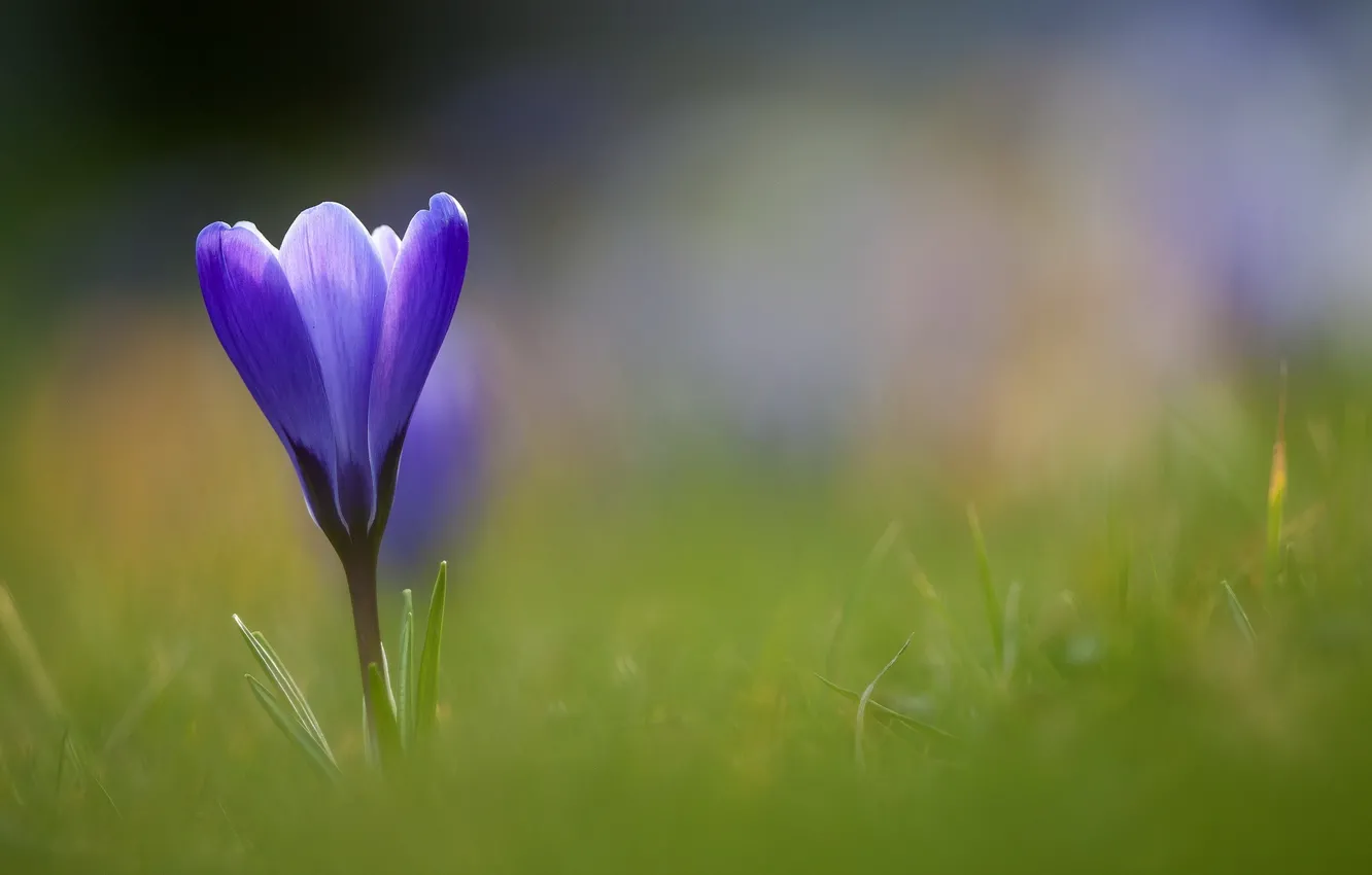 Фото обои цветок, трава, синий, крокус