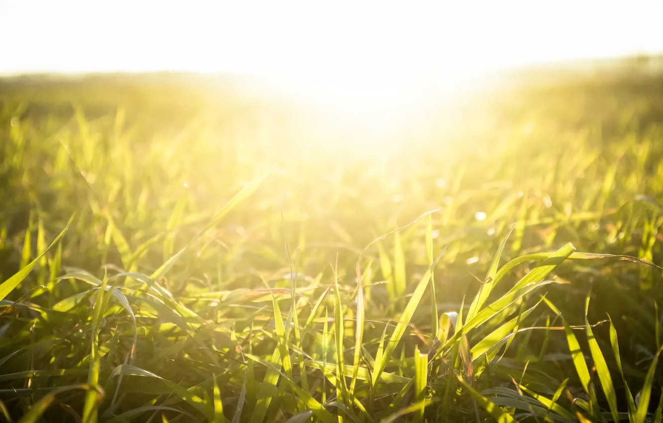 Фото обои трава, солнце, свет, закат, природа, растение