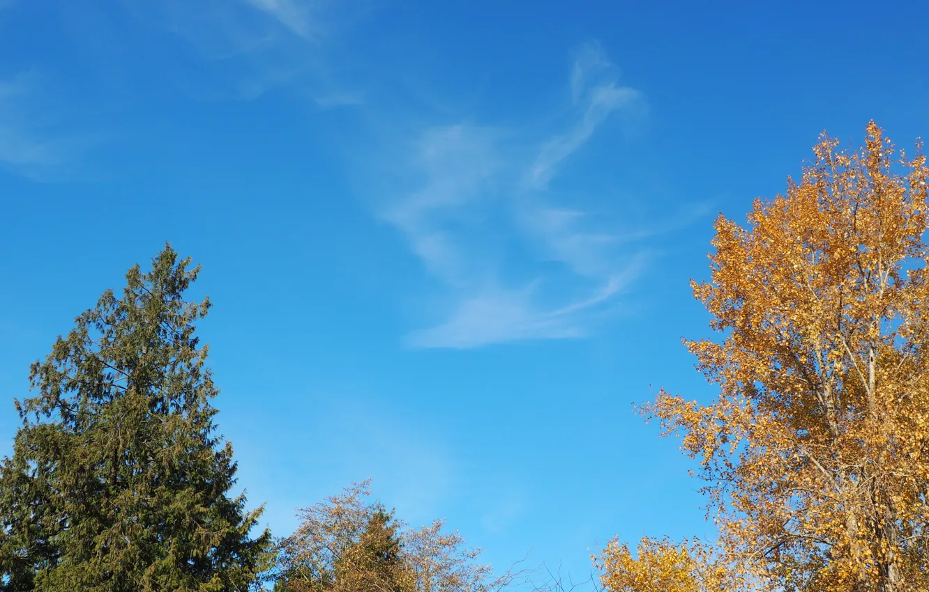 Фото обои sky, trees, nature