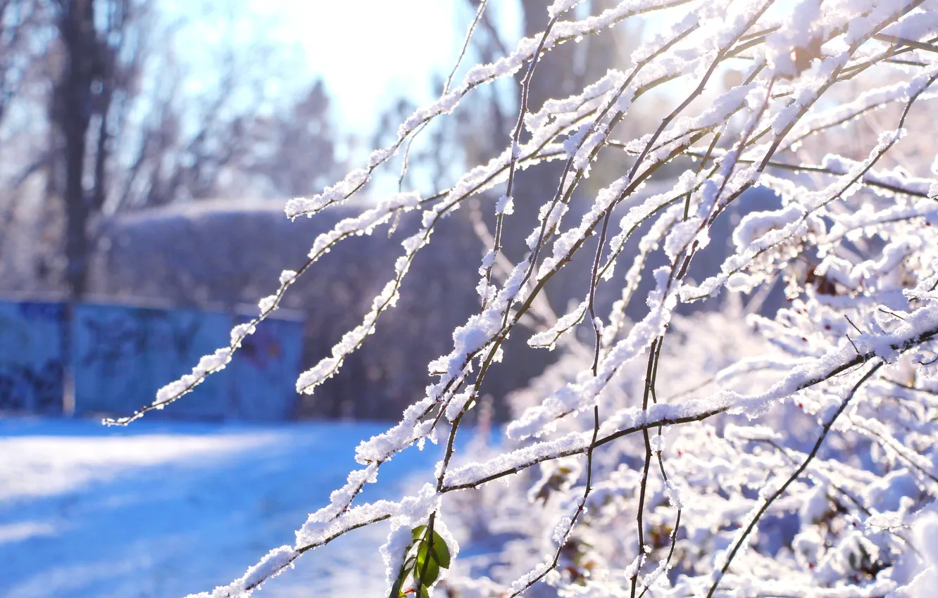 Фото обои forest, park, winter, snow, twig
